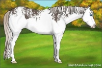 Horse Color:White Spotted Silver Black Splash 