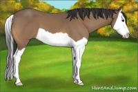 Horse Color:Buckskin Splash 