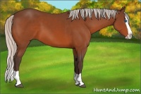 Horse Color:Silver Bay Splash 