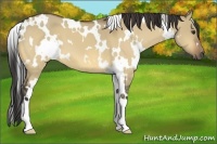 Horse Color:White Spotted Buckskin Dun 