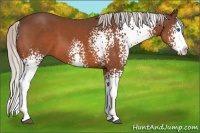 Horse Color:White Spotted Silver Bay Splash 