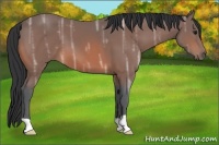 Horse Color:Bay Ice 