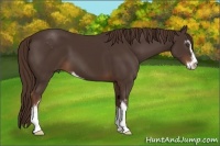 Horse Color:Liver Chestnut Sabino 