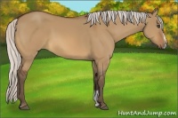 Horse Color:Silver Bay Dun Sabino