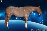 Horse Color:Chestnut Rabicano 