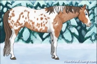 Horse Color:Bay Splash Tobiano Appaloosa Brindle