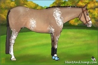 Horse Color:White Spotted Sable Champagne Sabino Splash