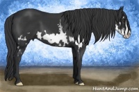 Horse Color:White Spotted Black Splash Frame 
