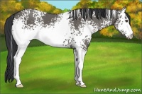 Horse Color:White Spotted Grullo