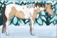 Horse Color:Amber Cream Champagne Tobiano