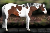 Horse Color:Bay Splash Tobiano 
