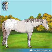Horse Color:Bay Roan Dun Splash Appaloosa
