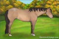Horse Color:Amber Champagne Roan 
