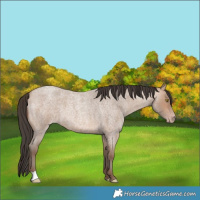 Horse Color:Sable Champagne Roan 