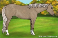 Horse Color:Silver Grullo 