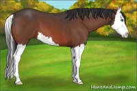 Horse Color:Bay Roan Splash