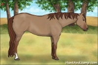 Horse Color:Red Dun Sabino Frame
