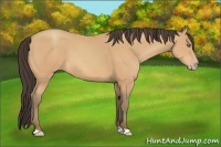 Horse Color:Amber Champagne 