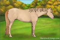 Horse Color:Gold Champagne 