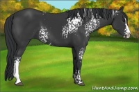 Horse Color:White Spotted Black Splash Rabicano