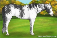 Horse Color:White Spotted Black Splash Rabicano