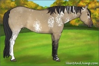 Horse Color:White Spotted Brown Dun