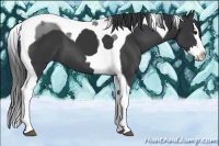 Horse Color:Black Splash Tobiano