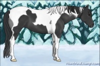 Horse Color:Black Tobiano 