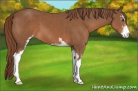 Horse Color:Chestnut Sabino
