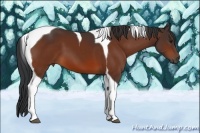 Horse Color:Bay Tobiano 