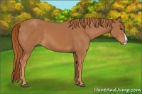 Horse Color:Chestnut Splash 