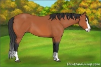 Horse Color:Bay Splash 