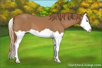 Horse Color:Chestnut Splash 