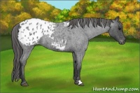 Horse Color:Blue Roan Appaloosa 