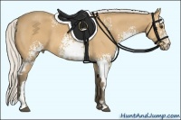 Horse Color:White Spotted Silver Buckskin Frame