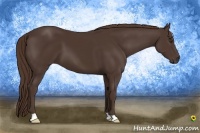 Horse Color:Liver Chestnut 