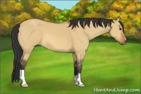 Horse Color:Bay Dun 