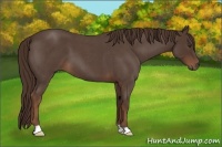 Horse Color:Liver Red Roan 