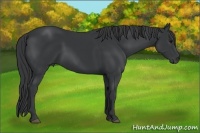 Horse Color:Black 