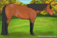 Horse Color:Bay 