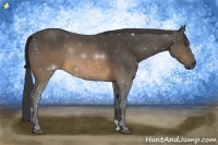Horse Color:Buckskin 