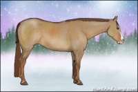 Horse Color:Red Dun Splash 
