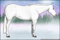 Horse Color:Silver Grullo Sabino Splash Appaloosa 