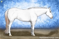 Horse Color:Smoky Black Appaloosa 