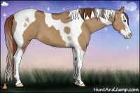 Horse Color:Red Dun Sabino Splash Tobiano 