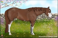 Horse Color:Chestnut Sabino 