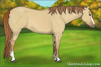 Horse Color:Red Dun Sabino