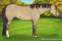 Horse Color:Liver Red Dun Sabino