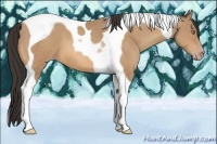 Horse Color:Amber Champagne Tobiano