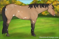 Horse Color:White Spotted Bay Dun